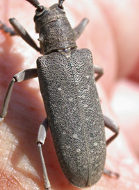 Oak Sapling Borer
